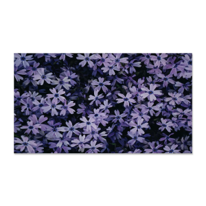 HIP Series HIP Series - Indoor LED Display